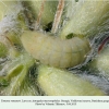 tomares romanovi vashlovani larva b